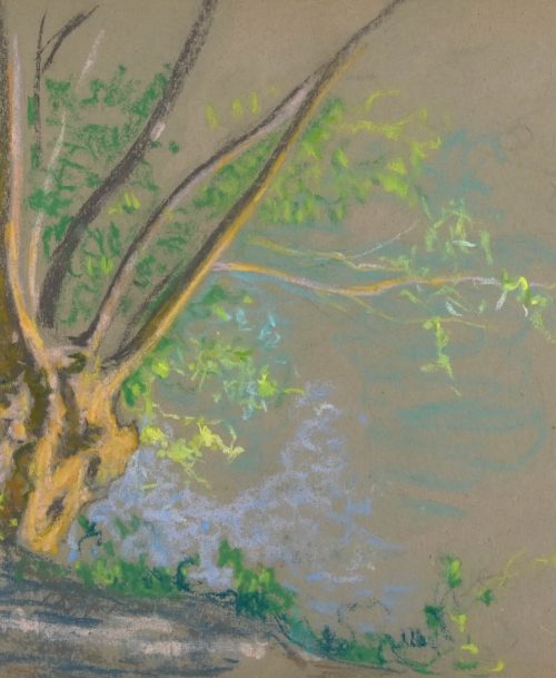 Vieil arbre au bord de l'eau