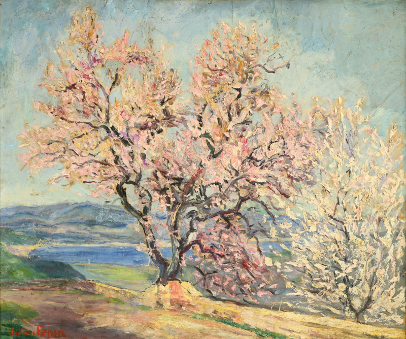 Amandier en fleurs à Gassin