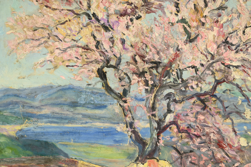 Amandier en fleurs à Gassin – Image 2