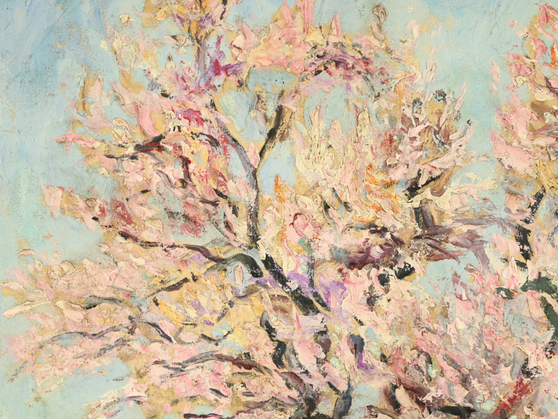 Amandier en fleurs à Gassin – Image 8