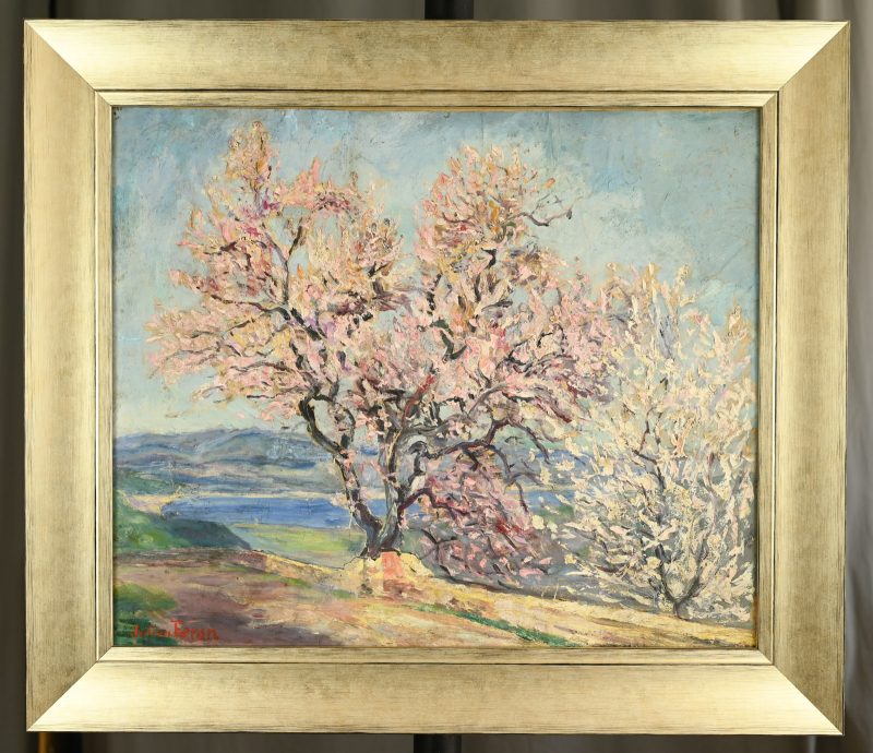 Amandier en fleurs à Gassin – Image 3